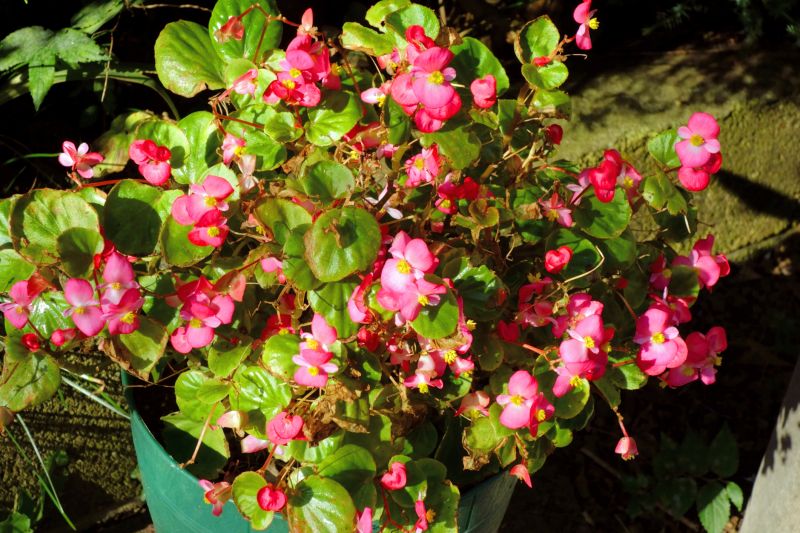 Flower Planting Cost Guide — Cost of Flower Planting