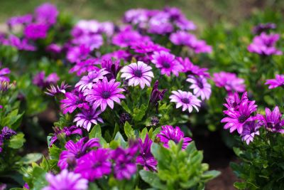 Variety of Colors and Flower Types Are Available!